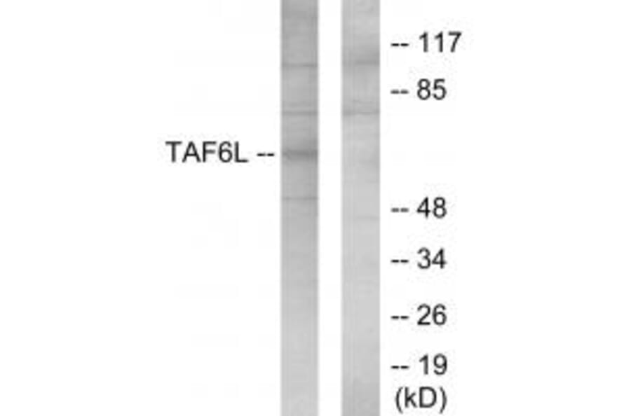 Western blot - TAF6L Antibody from Signalway Antibody (34141) - Antibodies.com