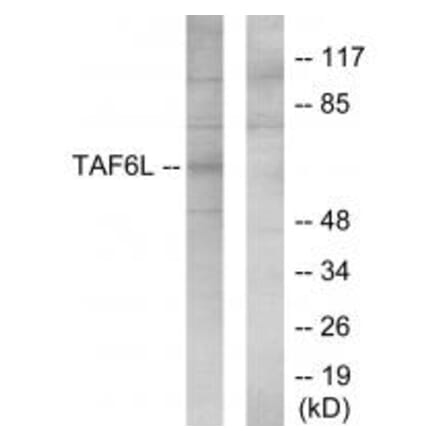 Western blot - TAF6L Antibody from Signalway Antibody (34141) - Antibodies.com