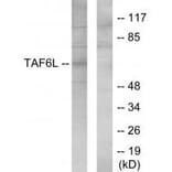 Western blot - TAF6L Antibody from Signalway Antibody (34141) - Antibodies.com