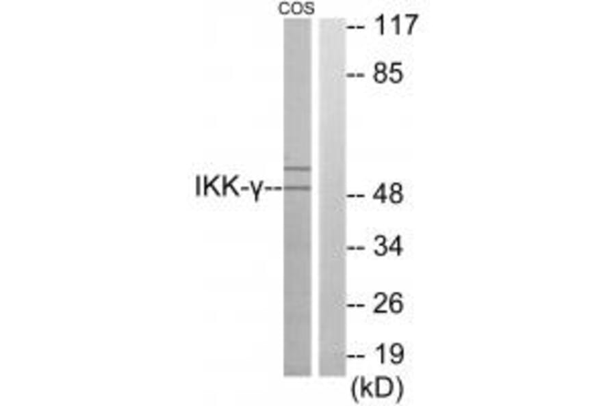 Western blot - IKK-γ Antibody from Signalway Antibody (34142) - Antibodies.com