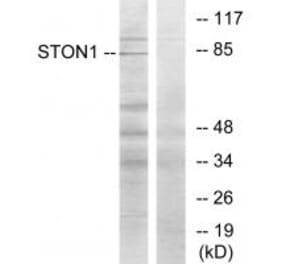 Western blot - STON1 Antibody from Signalway Antibody (34143) - Antibodies.com