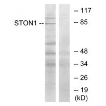 Western blot - STON1 Antibody from Signalway Antibody (34143) - Antibodies.com