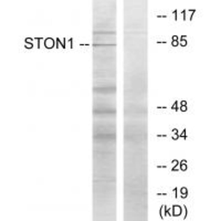 Western blot - STON1 Antibody from Signalway Antibody (34143) - Antibodies.com