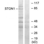 Western blot - STON1 Antibody from Signalway Antibody (34143) - Antibodies.com