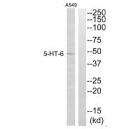 Western blot - 5-HT-6 Antibody from Signalway Antibody (34155) - Antibodies.com
