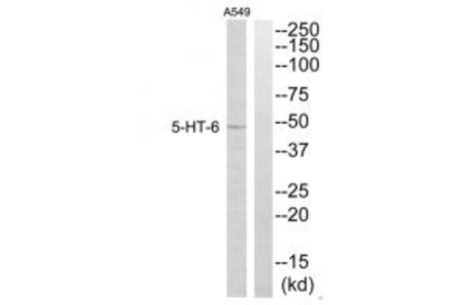Western blot - 5-HT-6 Antibody from Signalway Antibody (34155) - Antibodies.com