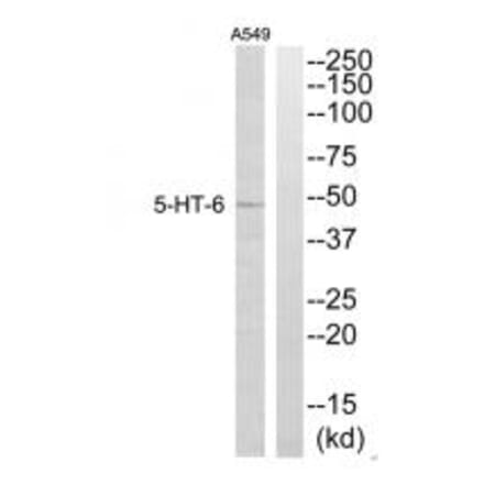 Western blot - 5-HT-6 Antibody from Signalway Antibody (34155) - Antibodies.com