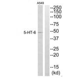 Western blot - 5-HT-6 Antibody from Signalway Antibody (34155) - Antibodies.com
