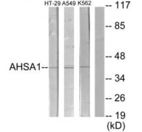 Western blot - AHSA1 Antibody from Signalway Antibody (34165) - Antibodies.com