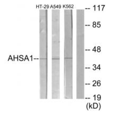 Western blot - AHSA1 Antibody from Signalway Antibody (34165) - Antibodies.com