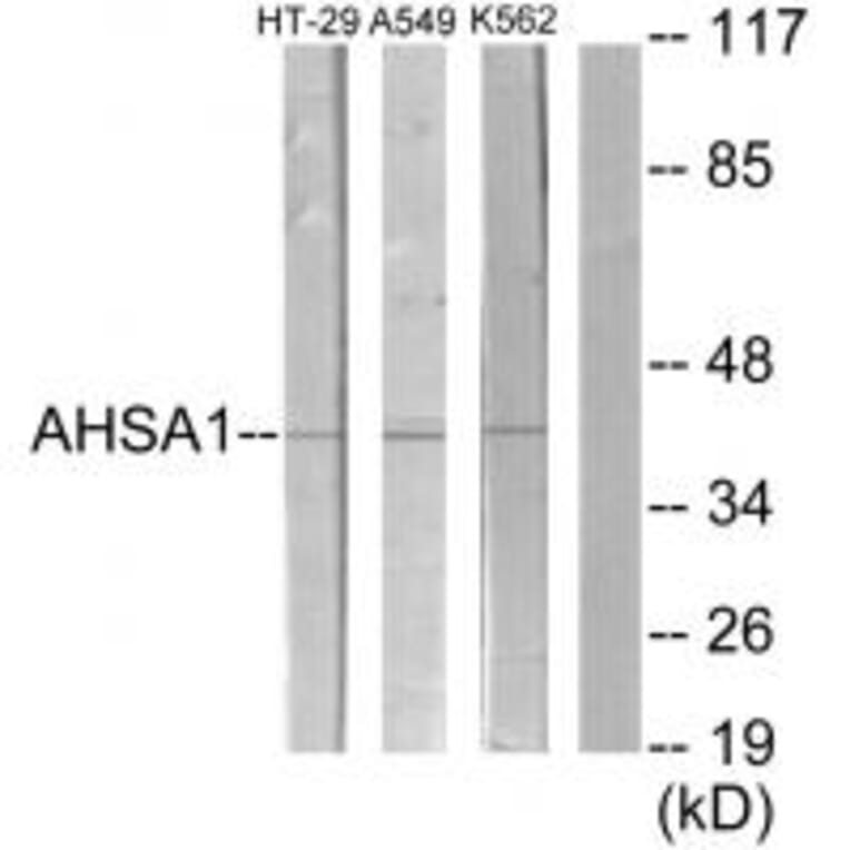 Western blot - AHSA1 Antibody from Signalway Antibody (34165) - Antibodies.com