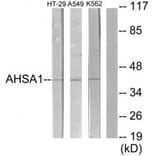Western blot - AHSA1 Antibody from Signalway Antibody (34165) - Antibodies.com