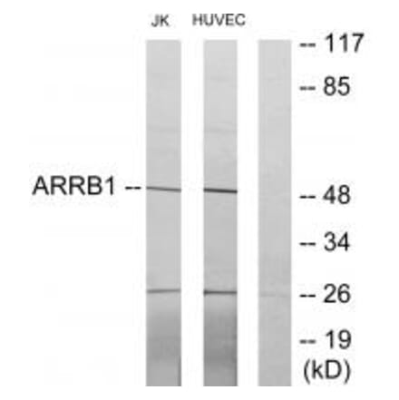 Western blot - ARRB1 Antibody from Signalway Antibody (34167) - Antibodies.com