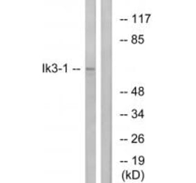 Western blot - Ik3-1 Antibody from Signalway Antibody (34172) - Antibodies.com