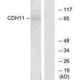 Western blot - CDH11 Antibody from Signalway Antibody (34175) - Antibodies.com