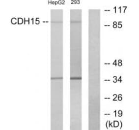 Western blot - CDH15 Antibody from Signalway Antibody (34176) - Antibodies.com