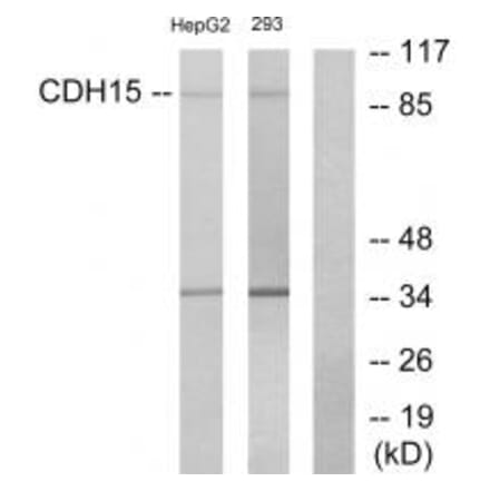 Western blot - CDH15 Antibody from Signalway Antibody (34176) - Antibodies.com