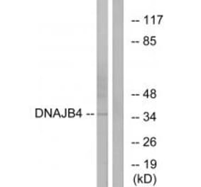 Western blot - DNAJB4 Antibody from Signalway Antibody (34246) - Antibodies.com