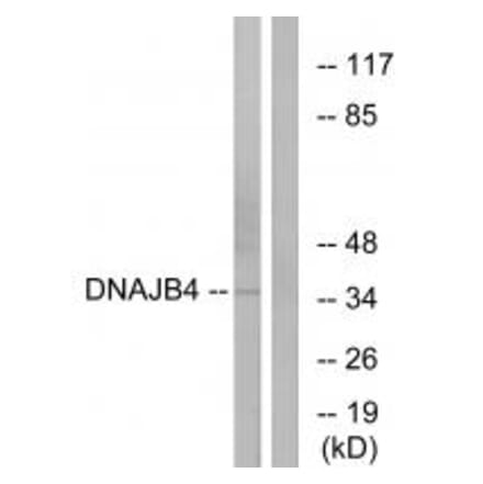 Western blot - DNAJB4 Antibody from Signalway Antibody (34246) - Antibodies.com