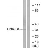 Western blot - DNAJB4 Antibody from Signalway Antibody (34246) - Antibodies.com
