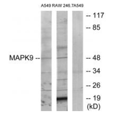 Western blot - MAPK9 Antibody from Signalway Antibody (34256) - Antibodies.com