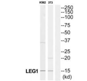 Western blot - LGALS1 Antibody from Signalway Antibody (34281) - Antibodies.com