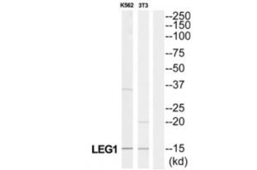 Western blot - LGALS1 Antibody from Signalway Antibody (34281) - Antibodies.com