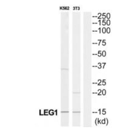 Western blot - LGALS1 Antibody from Signalway Antibody (34281) - Antibodies.com