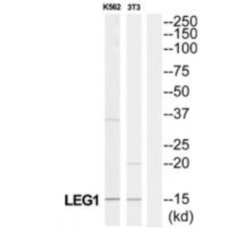 Western blot - LGALS1 Antibody from Signalway Antibody (34281) - Antibodies.com