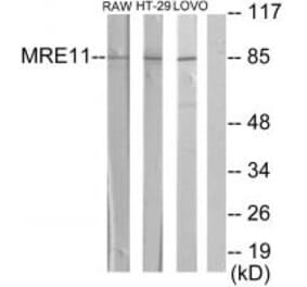 Western blot - MRE11A Antibody from Signalway Antibody (34288) - Antibodies.com