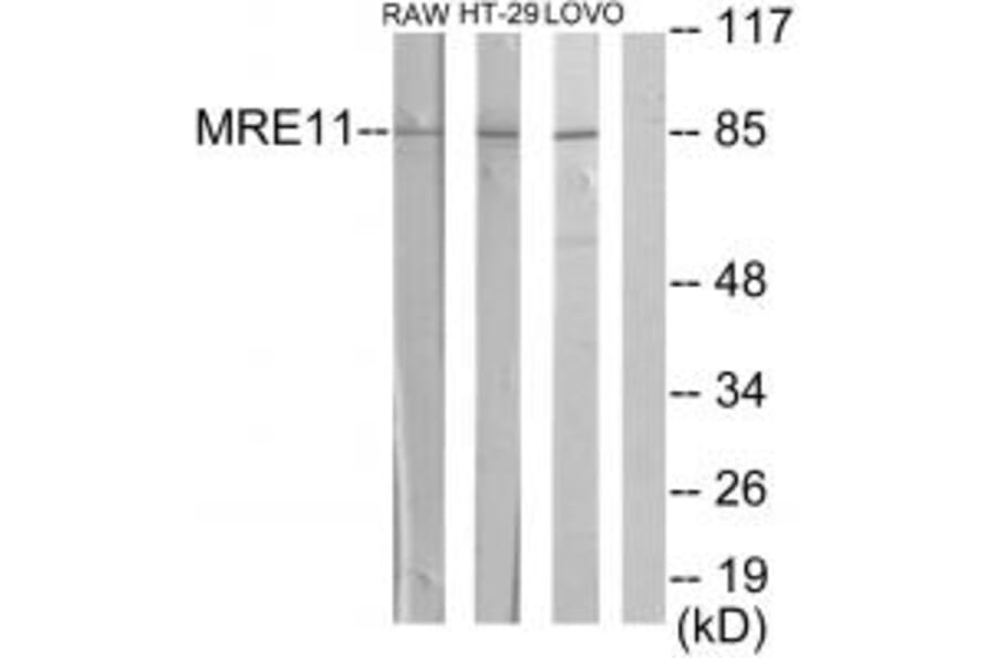 Western blot - MRE11A Antibody from Signalway Antibody (34288) - Antibodies.com