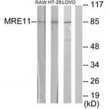 Western blot - MRE11A Antibody from Signalway Antibody (34288) - Antibodies.com