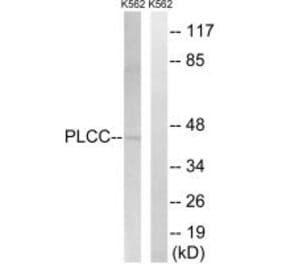 Western blot - AGPAT3 Antibody from Signalway Antibody (34305) - Antibodies.com