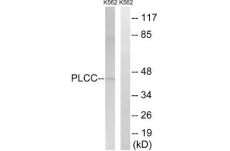 Western blot - AGPAT3 Antibody from Signalway Antibody (34305) - Antibodies.com