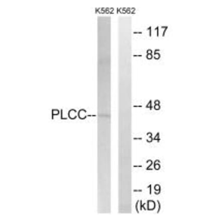 Western blot - AGPAT3 Antibody from Signalway Antibody (34305) - Antibodies.com