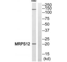 Western blot - MRPS12 Antibody from Signalway Antibody (34309) - Antibodies.com
