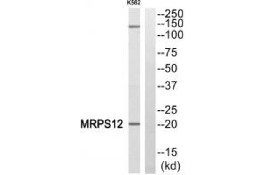 Western blot - MRPS12 Antibody from Signalway Antibody (34309) - Antibodies.com