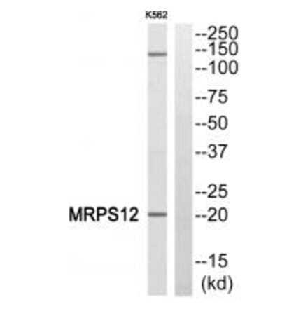 Western blot - MRPS12 Antibody from Signalway Antibody (34309) - Antibodies.com