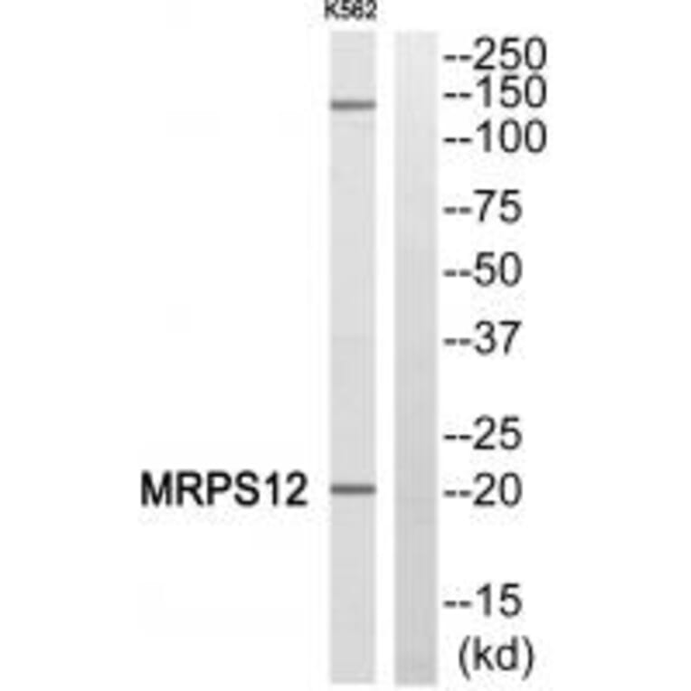 Western blot - MRPS12 Antibody from Signalway Antibody (34309) - Antibodies.com