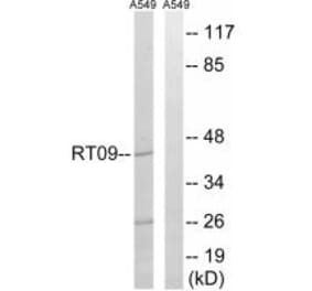 Western blot - MRPS9 Antibody from Signalway Antibody (34312) - Antibodies.com
