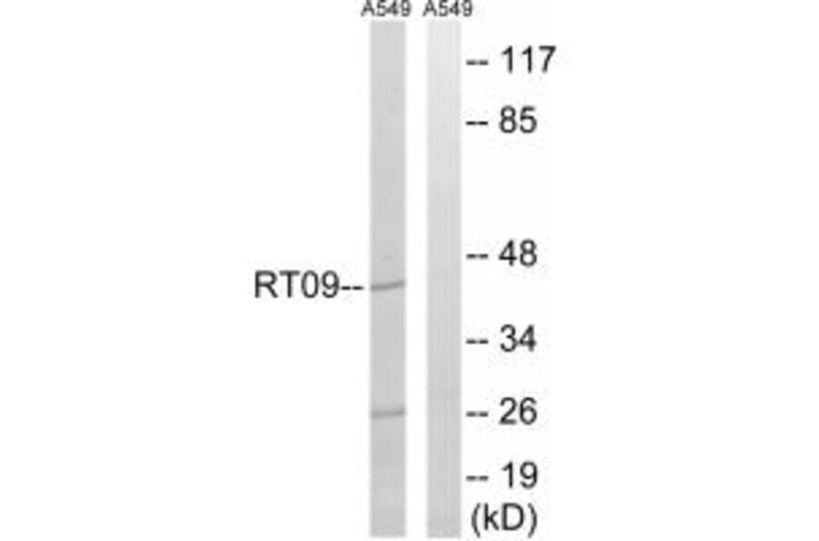 Western blot - MRPS9 Antibody from Signalway Antibody (34312) - Antibodies.com