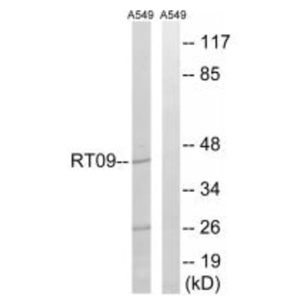 Western blot - MRPS9 Antibody from Signalway Antibody (34312) - Antibodies.com