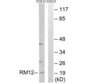 Western blot - MRPL12 Antibody from Signalway Antibody (34316) - Antibodies.com