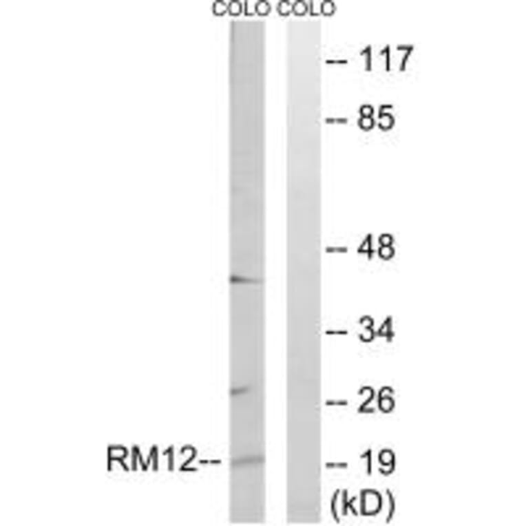 Western blot - MRPL12 Antibody from Signalway Antibody (34316) - Antibodies.com