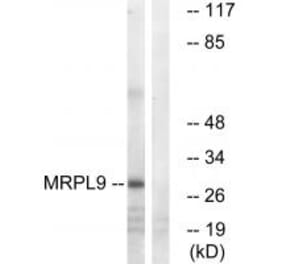 Western blot - MRPL9 Antibody from Signalway Antibody (34326) - Antibodies.com