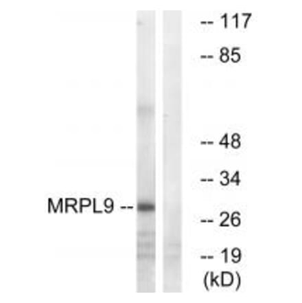 Western blot - MRPL9 Antibody from Signalway Antibody (34326) - Antibodies.com