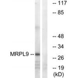 Western blot - MRPL9 Antibody from Signalway Antibody (34326) - Antibodies.com
