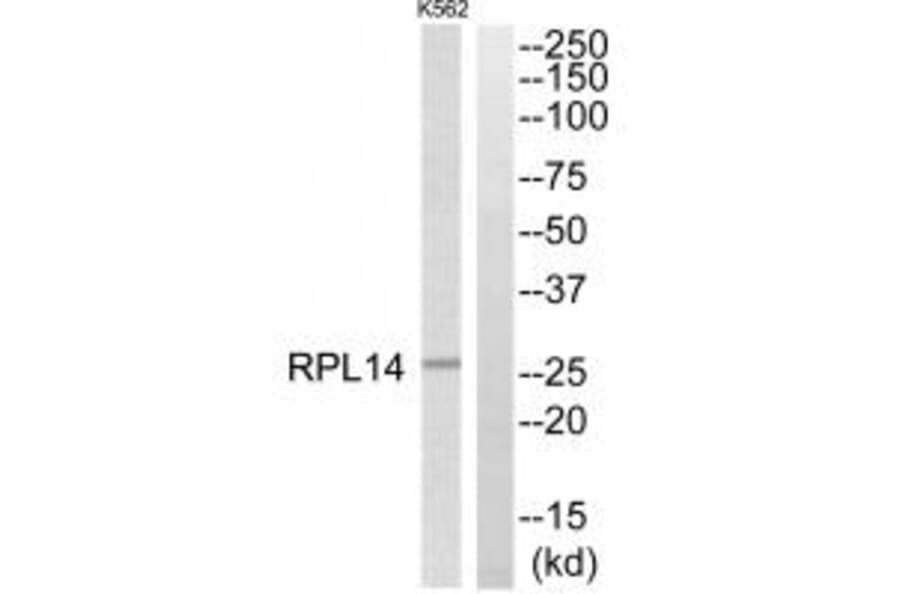 Western blot - RPL14 Antibody from Signalway Antibody (34347) - Antibodies.com