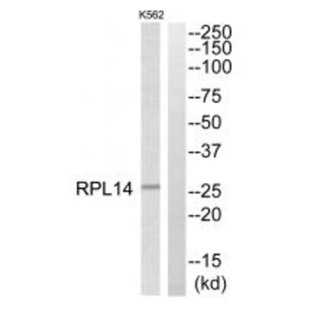 Western blot - RPL14 Antibody from Signalway Antibody (34347) - Antibodies.com