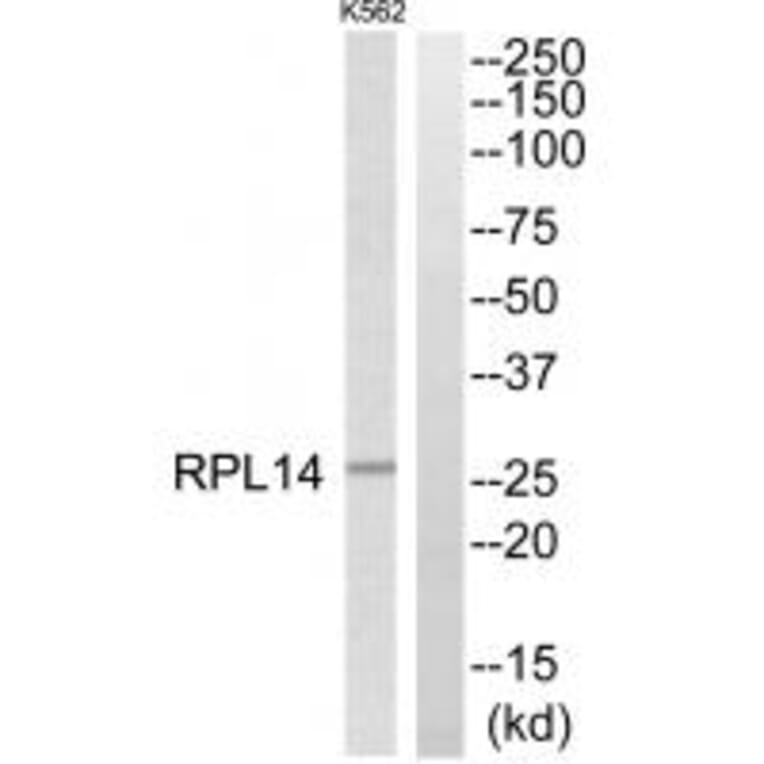 Western blot - RPL14 Antibody from Signalway Antibody (34347) - Antibodies.com